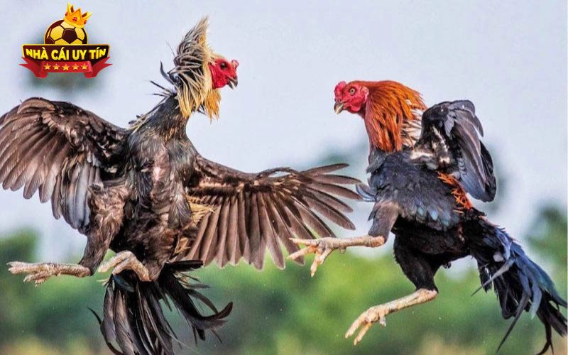 Đá gà thomo sân chơi gà chọi cựa dao hấp dẫn bậc nhất khu vực Đông Nam Á